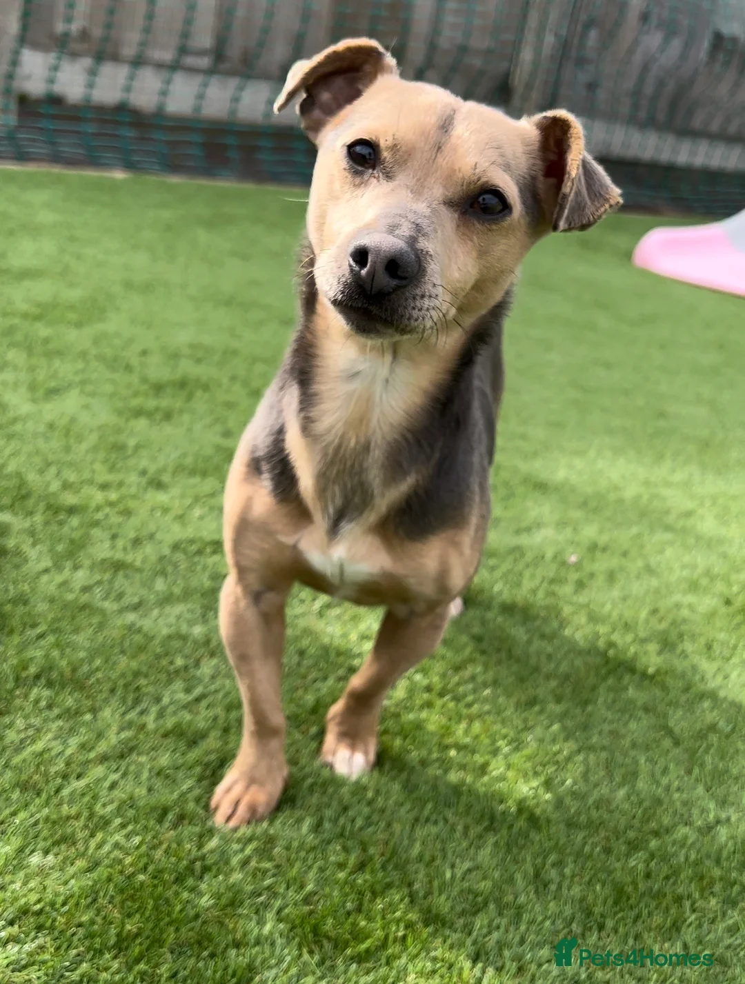 Jack Russell dogs for stud: DONJACKS RALPH - no wenlock - blue and tan STUD  in Doncaster - Advert 2