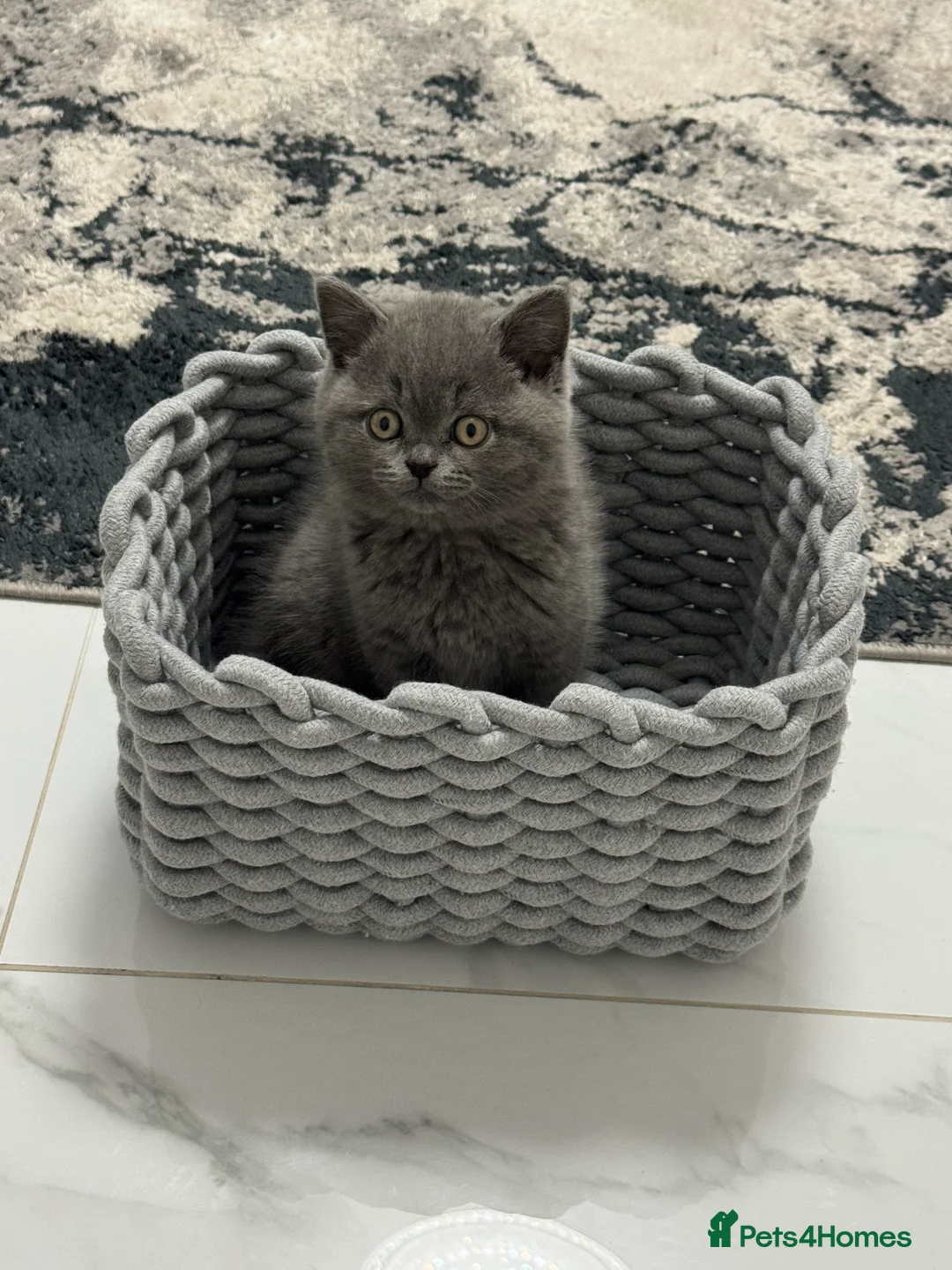 British Shorthair cats for sale: Registered British Shorthair Boy  - Advert 3
