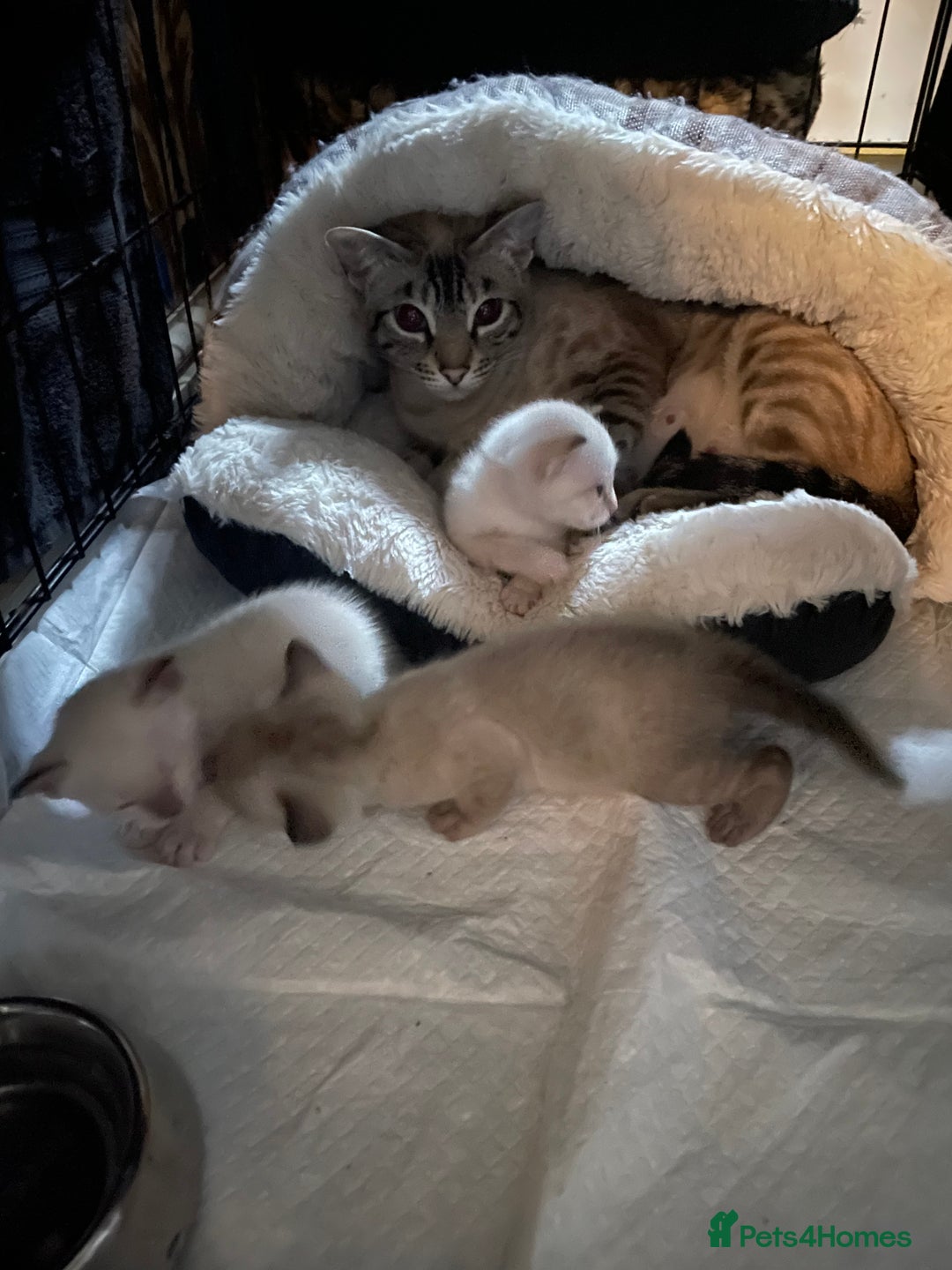 Bengal cats for sale: INTRODUCING 3 ❤️❤️❤️ BEAUTIFUL FELINES  - Image 3