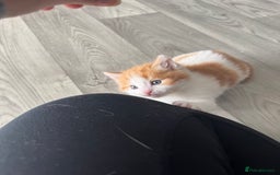 Domestic Shorthair cats for sale: Beautiful ginger and white kitten  - Image 3