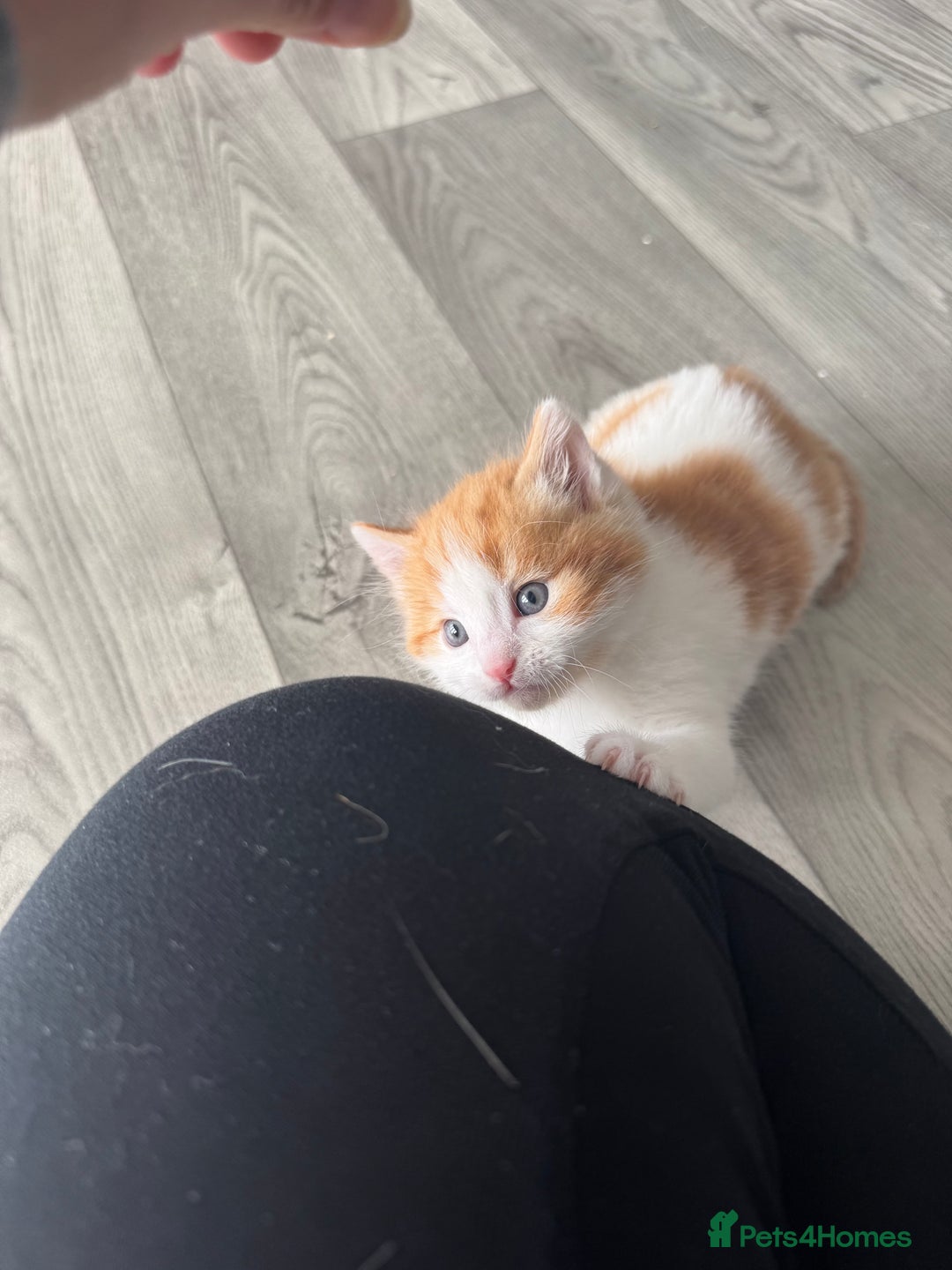 Domestic Shorthair cats for sale: Beautiful ginger and white kitten  - Image 3