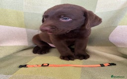 Labrador Retriever dogs for sale: KC Registered Labradors - Image 5