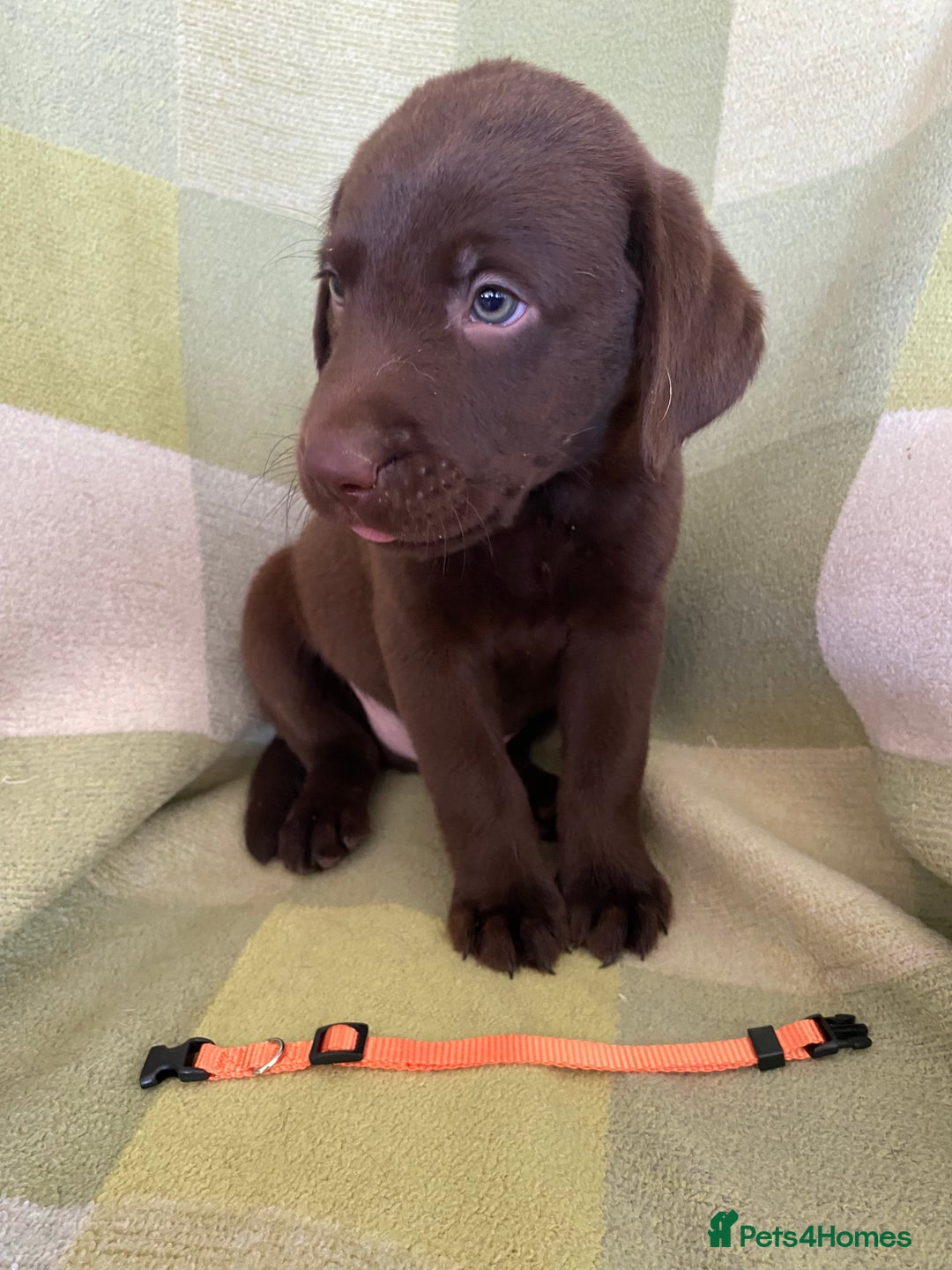 Labrador Retriever dogs for sale: KC Registered Labradors - Image 5