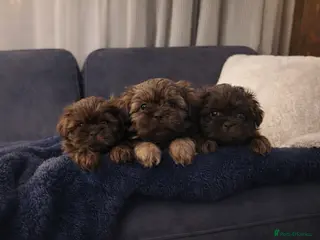 Shih Tzu dogs Imperial Shih-tzu Ready to leave - Advert 1