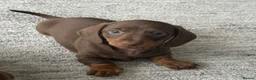 Miniature Dachshund dogs for sale: Gorgeous Miniature Daschund puppies in Hornchurch - Advert 9
