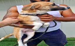 Mixed Breed dogs for adoption: 🐾 Rosie – a tiny sweetheart longing for love ❤️ - Advert 2