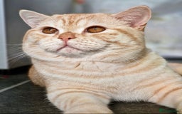 British Shorthair cats for sale: Gorgeous British shorthairs - Image 26