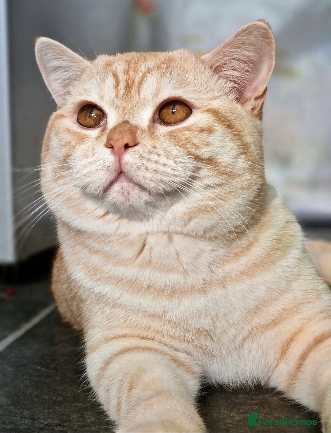 British Shorthair cats for sale: Gorgeous British shorthairs - Image 26