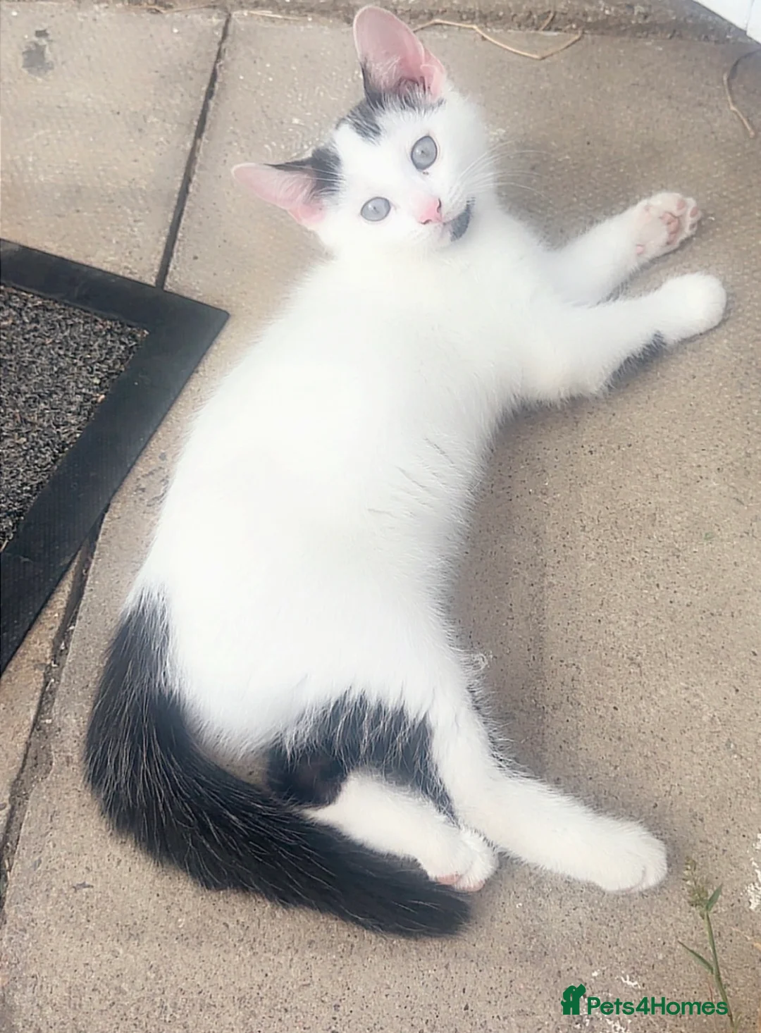 Mixed Breed cats for sale: Mix kitten - Advert 2