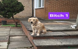 Golden Retriever dogs for sale: Beautiful dogs  - Image 8