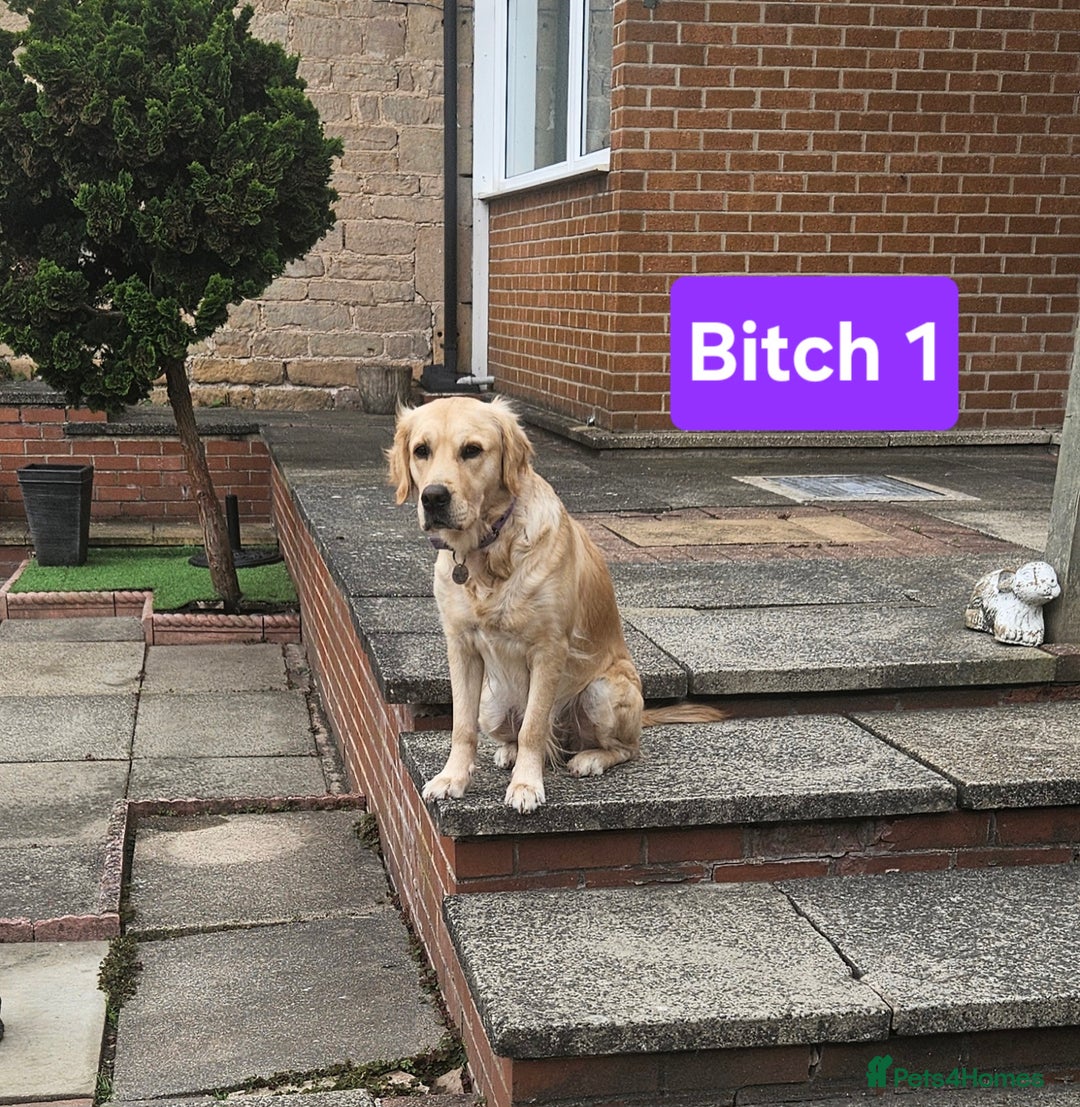Golden Retriever dogs for sale: Beautiful dogs  - Image 8