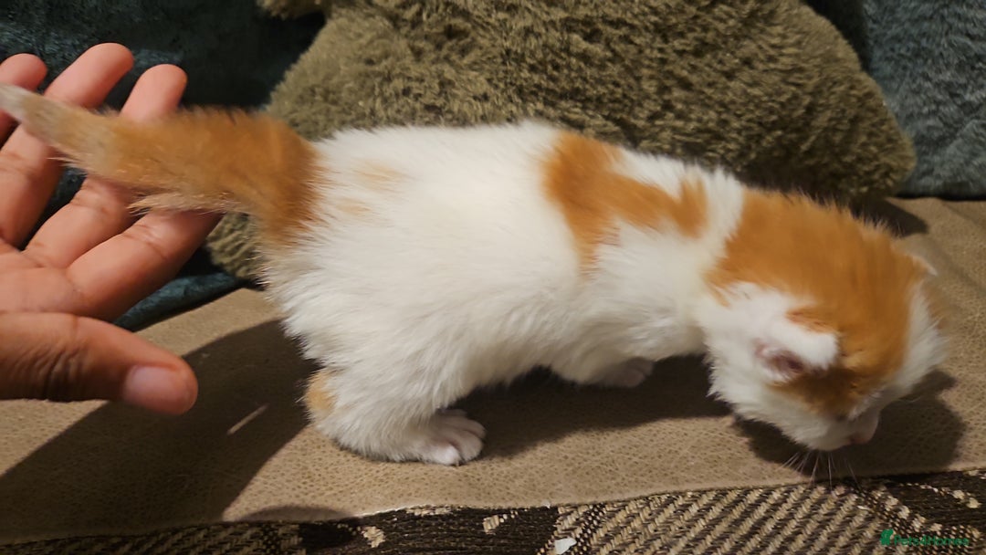 Mixed Breed cats for sale: Beautiful short haired& Norwegian forest cat - Advert 4