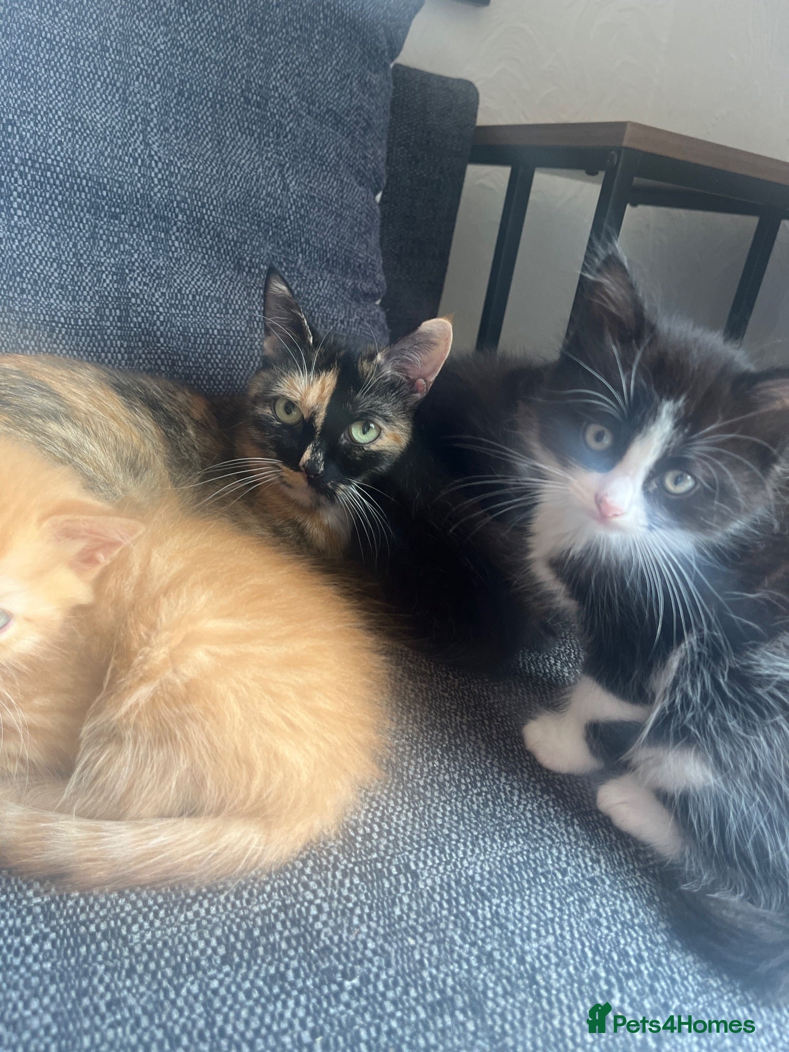 Mixed Breed cats 3 kittens for sale  - Advert 3