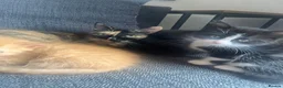 Mixed Breed cats for sale: 3 kittens for sale  in Deeside - Advert 1