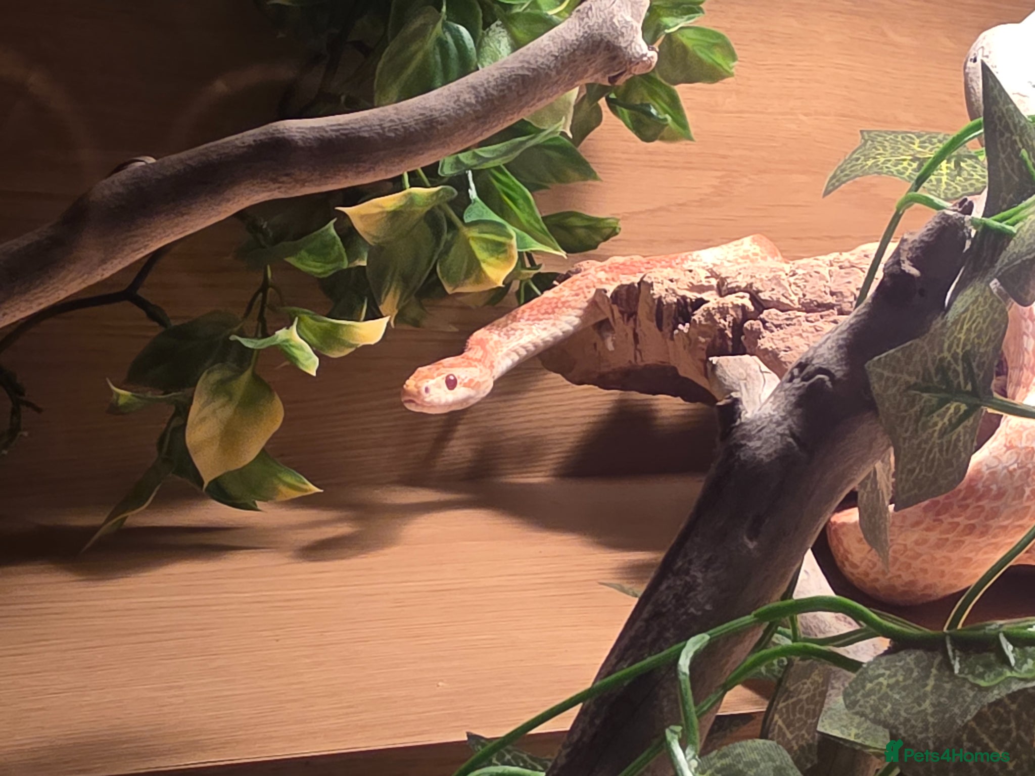 Corn Snake reptiles Beautiful female corn snake - Advert 1