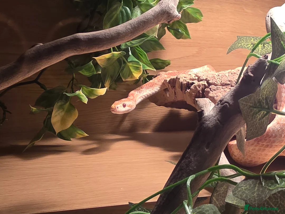Corn Snake reptiles for sale: Beautiful female corn snake - Advert 1