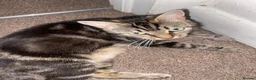 Mixed Breed cats for sale: 4 beautiful kittens ready for a safe/loving home  - Advert 1