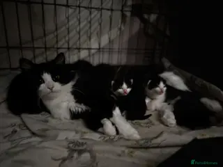 Mixed Breed cats Kittens for sale - Advert 3