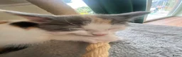 Mixed Breed cats for sale: Affectionate handled kittens - Advert 7