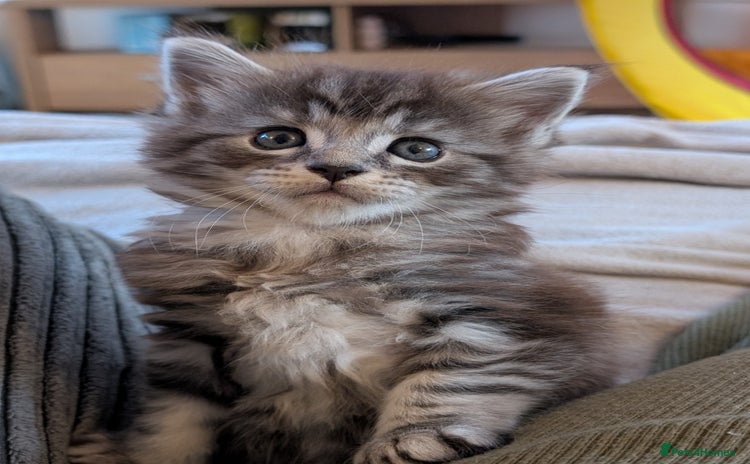 Maine Coon cats - Advert 4