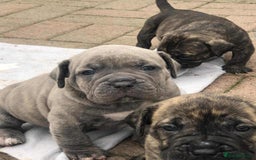 Mastiff dogs for sale: Boerboel x pressa - Image 7