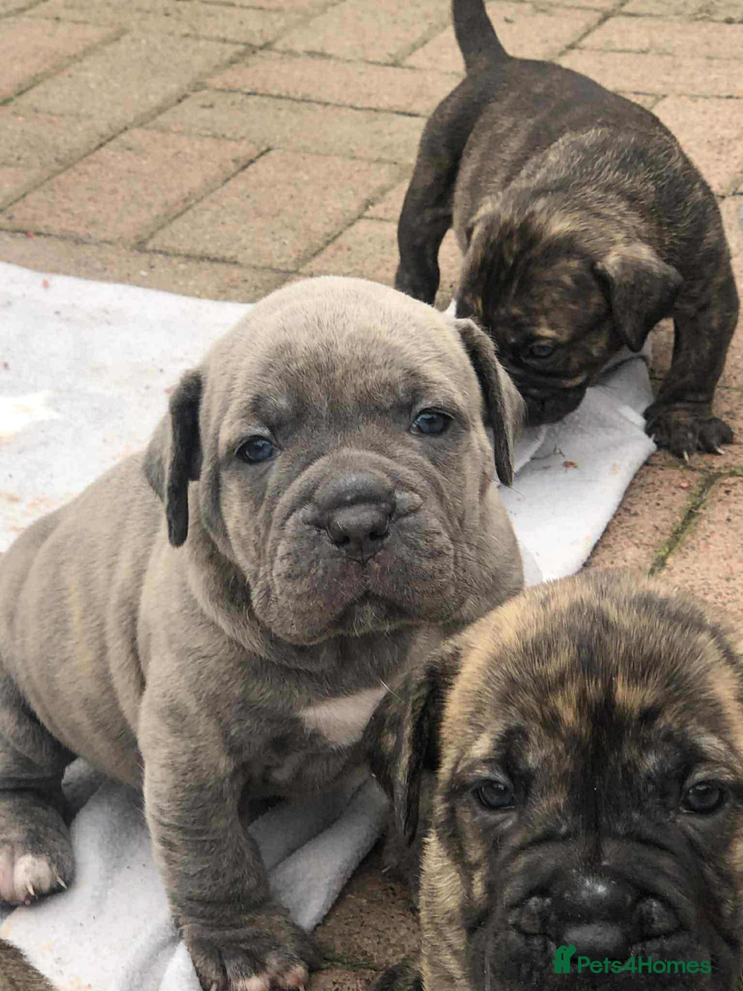 Mastiff dogs for sale: Boerboel x pressa - Image 7