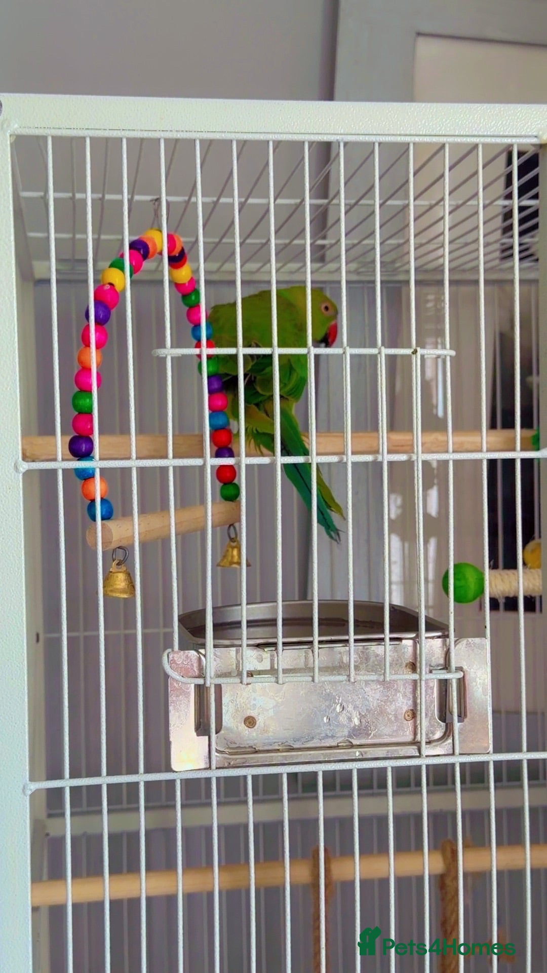 Ringnecks birds Indian Ringneck parrot  - Advert 8
