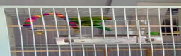 Ringnecks birds for sale: Indian Ringneck parrot  in Tamworth - Advert 1