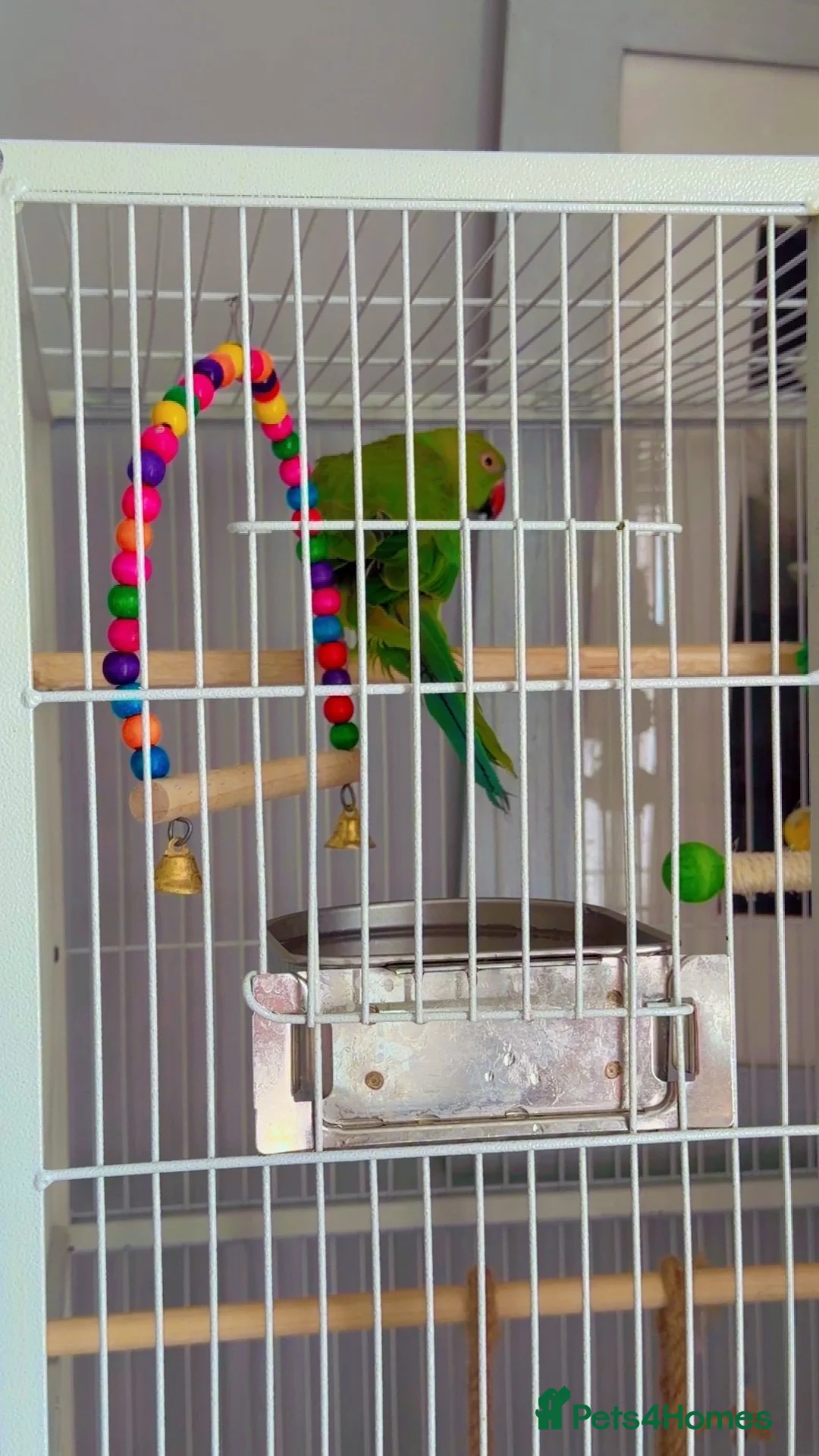Ringnecks birds for sale: Indian Ringneck parrot  in Tamworth - Advert 1