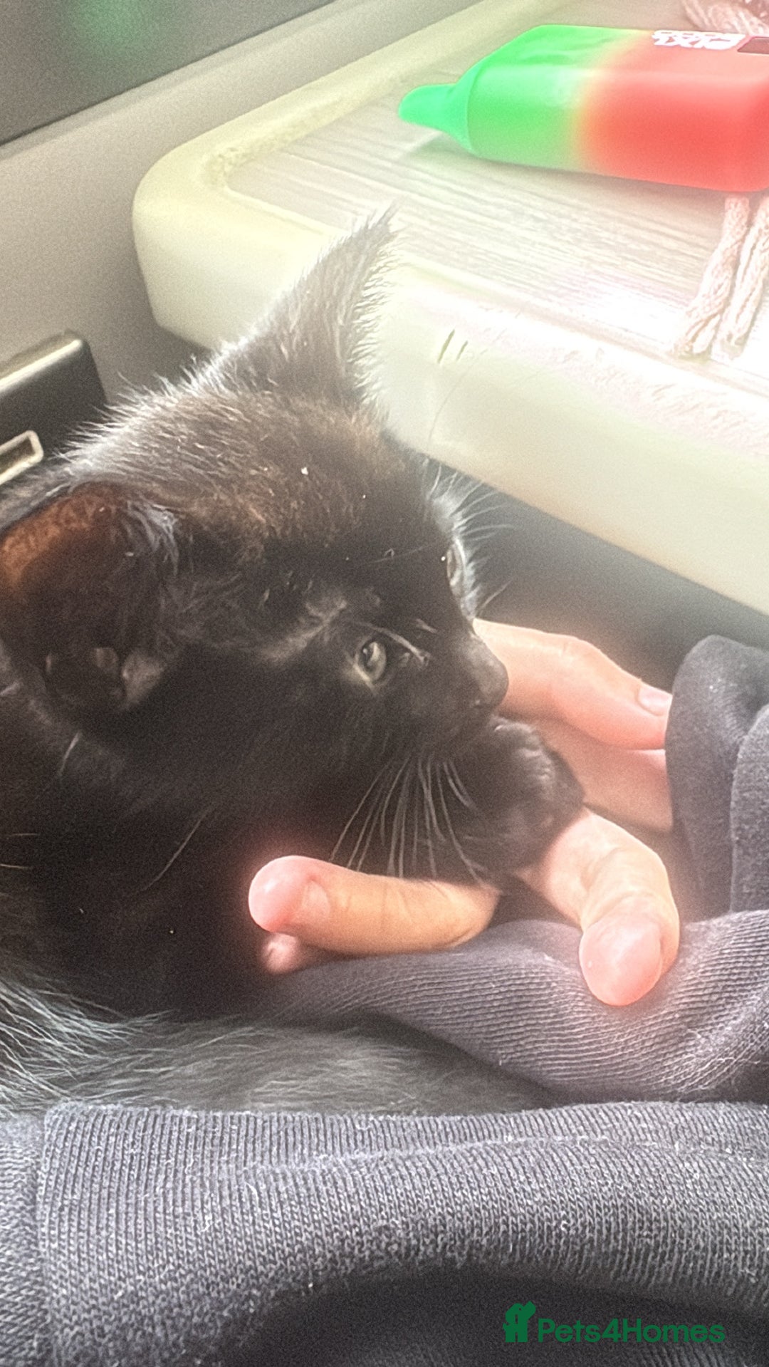 Persian cats for sale: Female kitten - Advert 1