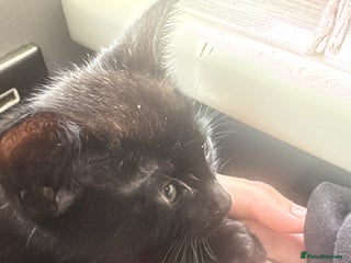 Persian cats Female kitten - Advert 1