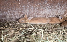Rex rabbits for sale: 6 beautiful little rex x rabbits  - Image 3
