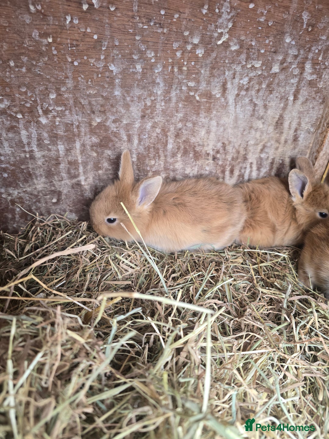 Rex rabbits for sale: 6 beautiful little rex x rabbits  - Image 3
