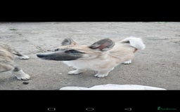 Akita dogs for sale: Akita puppy's ready now - Image 2