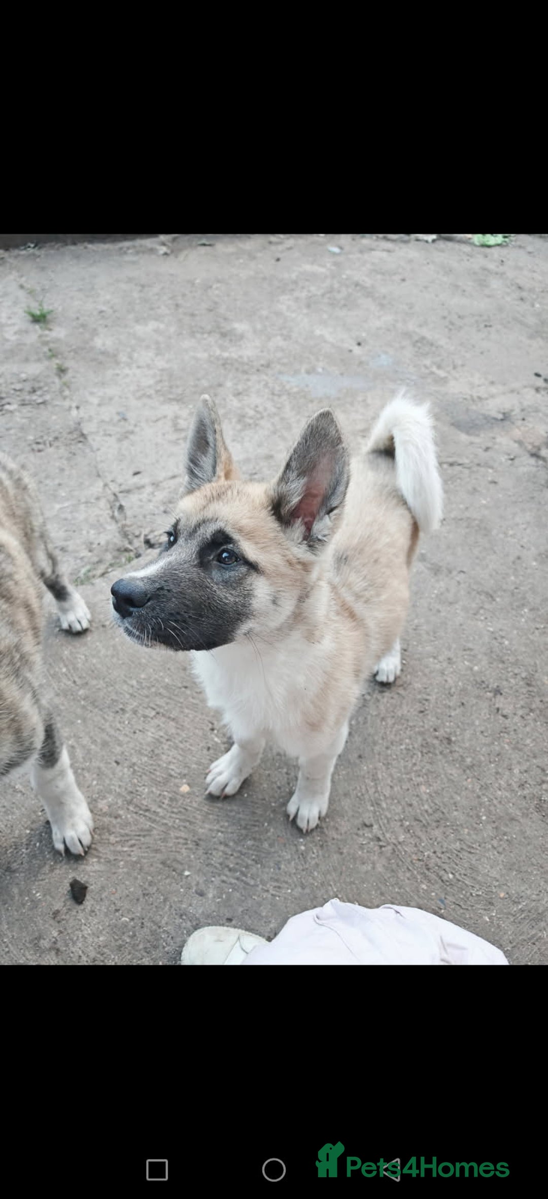 Akita dogs for sale: Akita puppy's ready now - Image 2