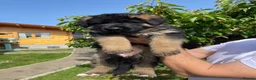 German Shepherd dogs for sale: Last Female Available Due To Cancellation KC Reg - Advert 9