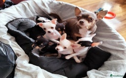 Chihuahua dogs for sale: Gorgeous Baby Chihuahua puppies  - Image 2