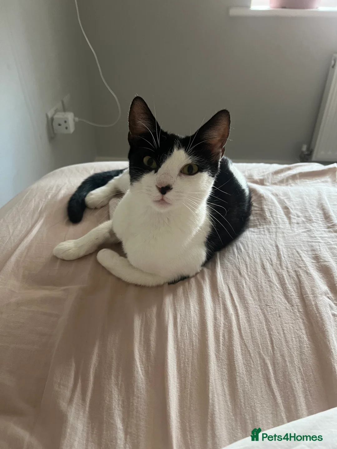 Mixed Breed cats for sale: 2.5 years old female cat available from Sevenoaks - Advert 1