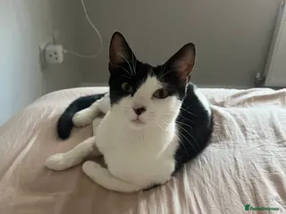 Mixed Breed cats 2.5 years old female cat available from Sevenoaks - Advert 1