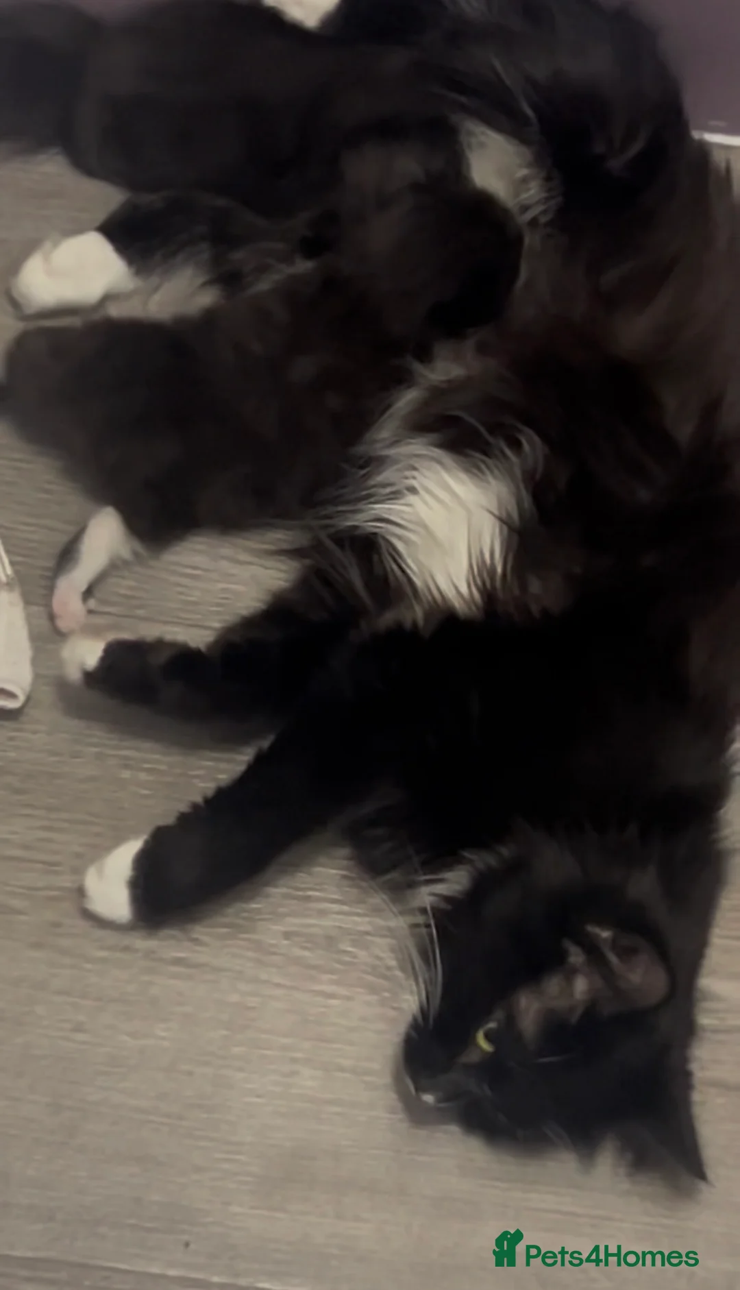 Mixed Breed cats for sale: Maine coone x domestic kittens  - Advert 2