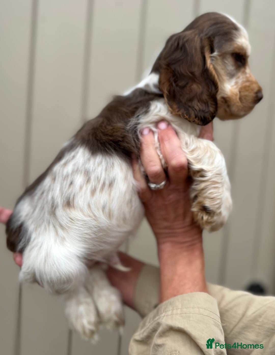 Cocker Spaniel dogs for sale: Quality Simbawood Sable Show Type Cocker Spaniels  - Image 8