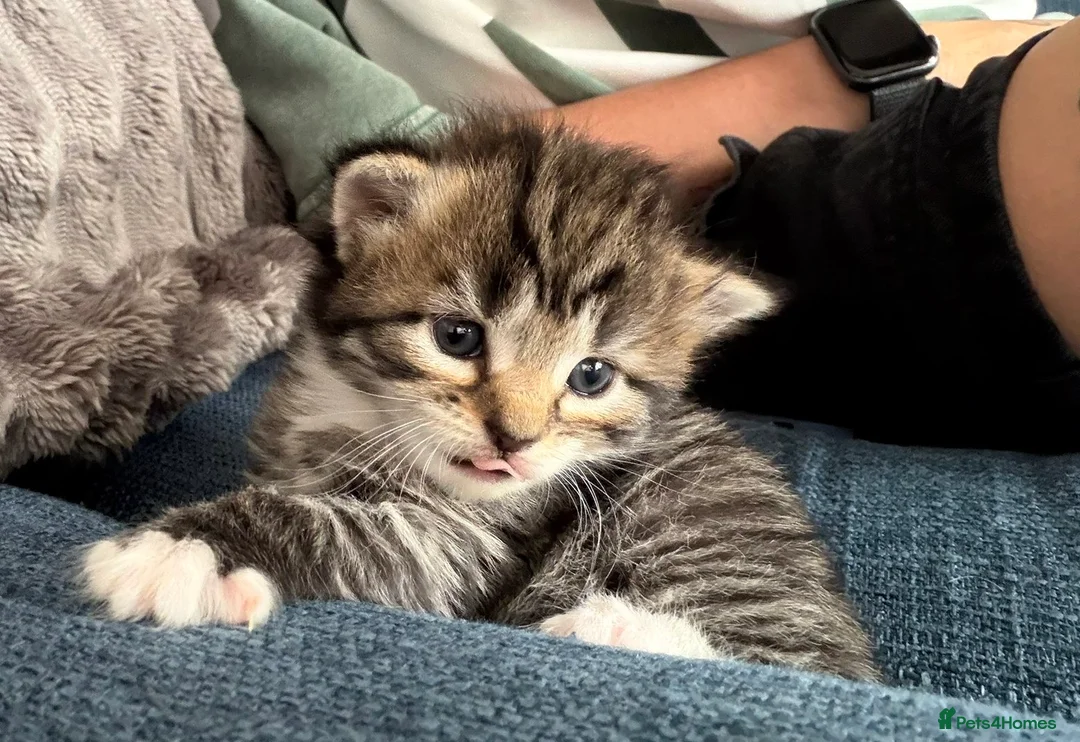 British Longhair cats for sale: Stunning 4 kittens in Kidderminster - Advert 2