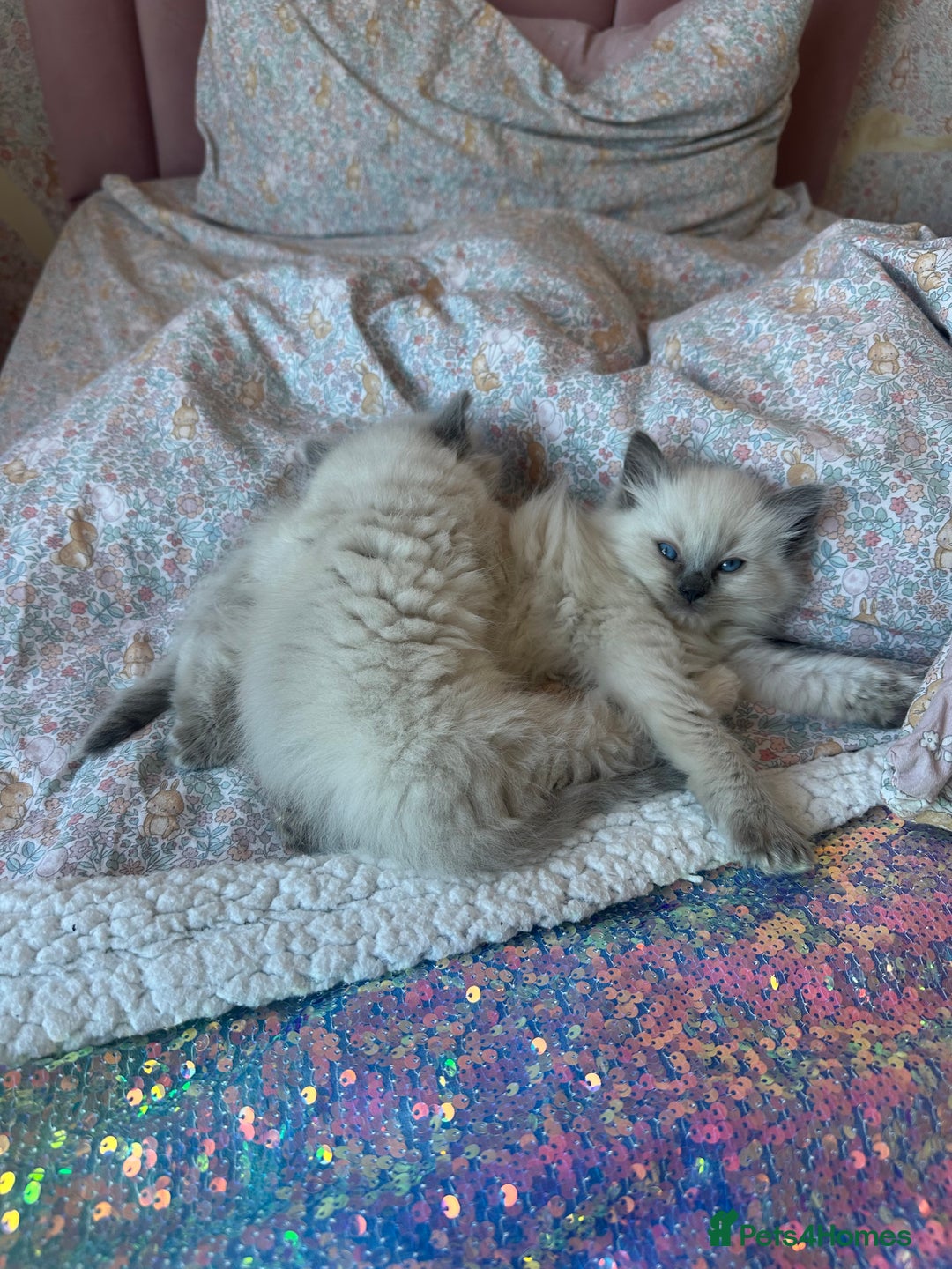 Ragdoll cats for sale: 2 PURE BRED CHAMPION LINE RAGDOLLS READY NOW - Advert 7