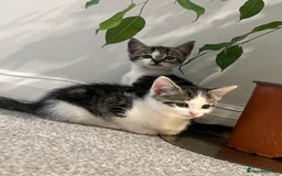 Mixed Breed cats for sale: Kittens  - Image 4