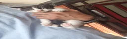 Mixed Breed cats for sale: 8 week old male kitten - Advert 3