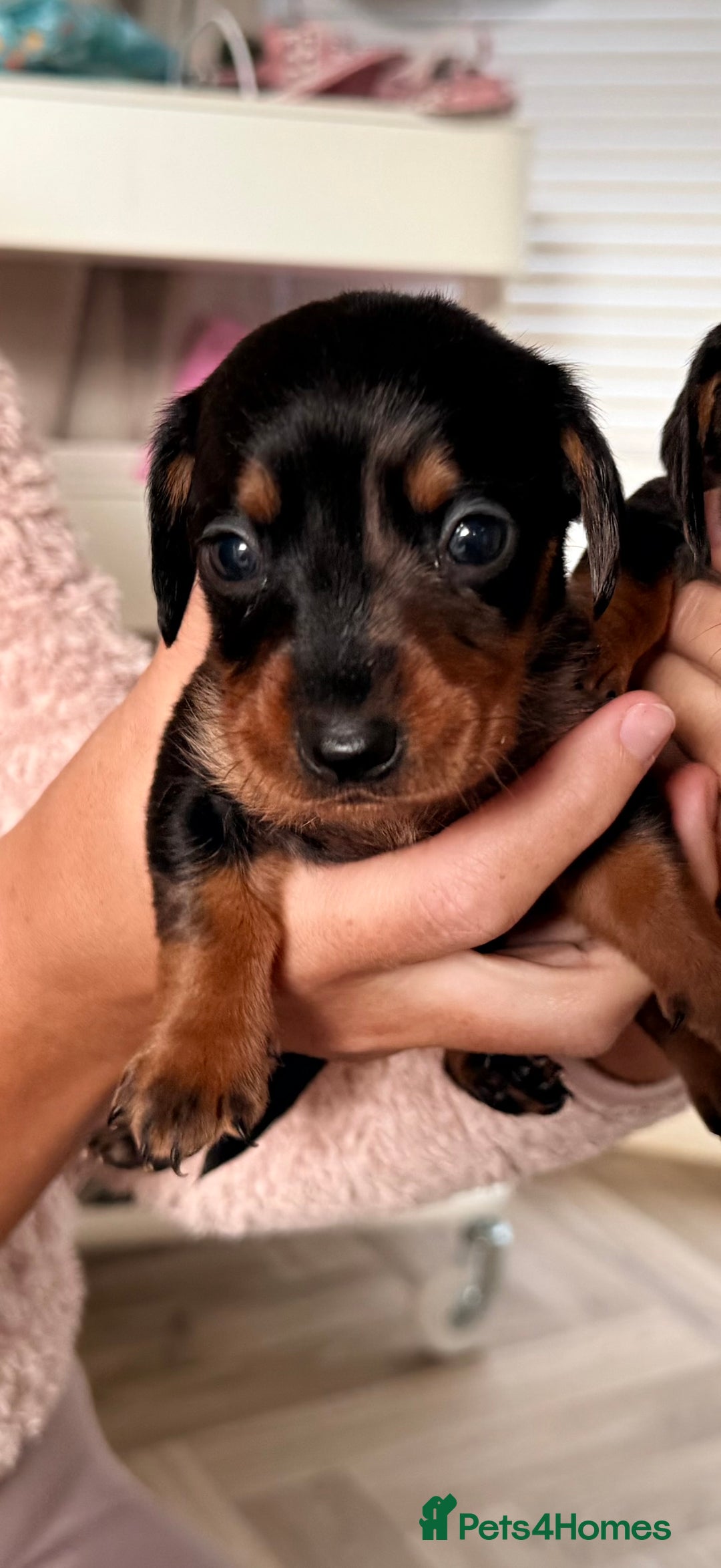 Dachshund dogs for sale: ⭐️LAST BOY AVAILABLE- Mini dachshunds pups⭐️ - Advert 21