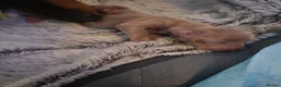 Miniature Dachshund dogs for sale: Beautiful miniature dachshund puppies - Advert 3