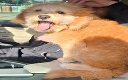 Mixed Breed dogs for sale: Mixed breed puppies. - Image 5