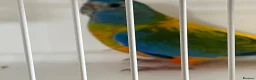 Parakeets birds for sale: Proven pair of Turquoise Grass Parakeet - Advert 11
