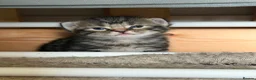 Russian Blue cats for sale: Balus kittens - Advert 7